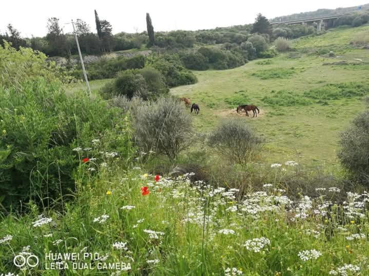 Albero Della Musica Bed & Breakfast Sassari Exterior photo